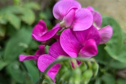 Wohnung Rostock Kröpeliner Tor-Vorstadt - 2 Zimmer, 61 m&sup2;, 181.656&euro; | Angebot:25748935