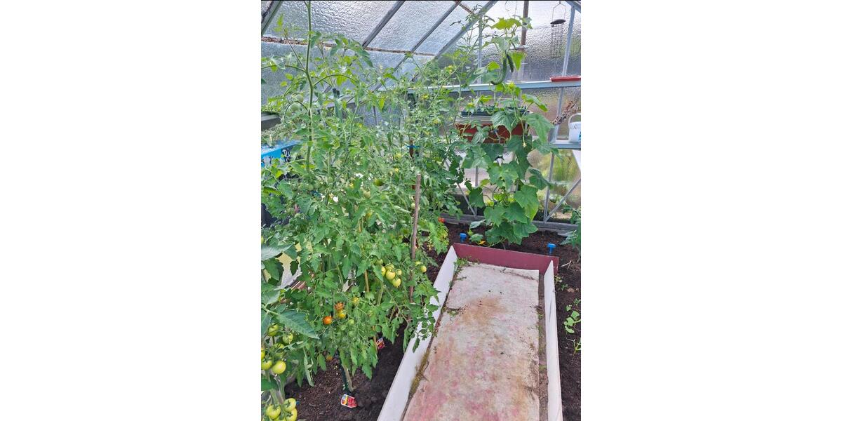 Grundstück Rostock Evershagen - 4.900&euro; | Angebot:26019111