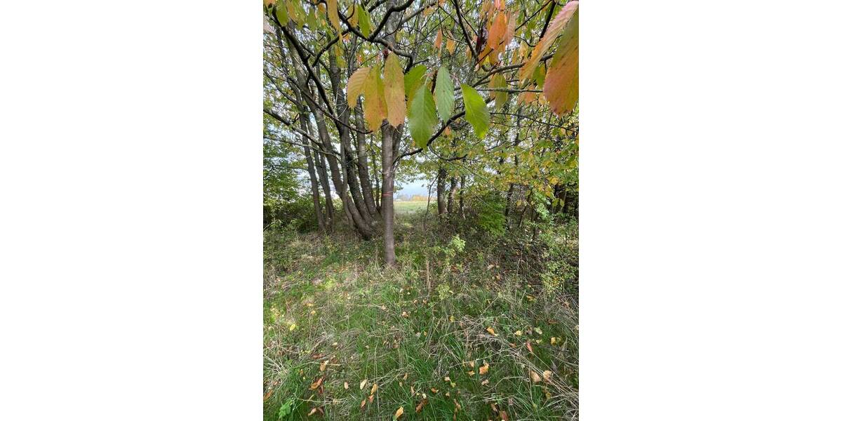 Grundstück Wittenbeck - 390.000&euro; | Angebot:25690027