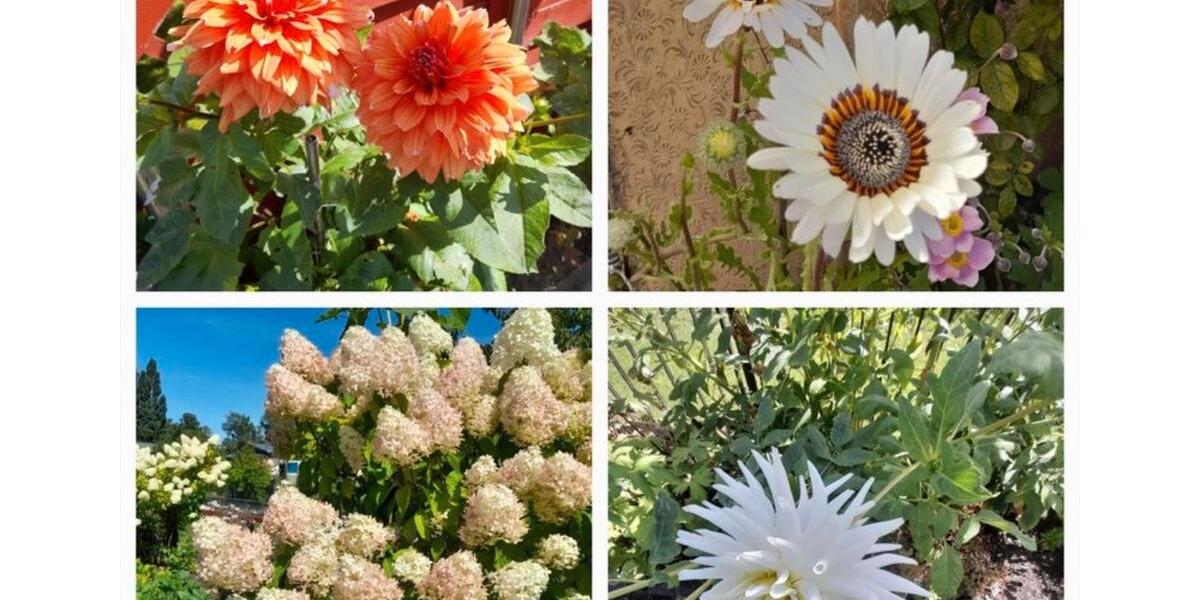 Grundstück Rostock Alt Bartelsdorf - 4.750&euro; | Angebot:26032094