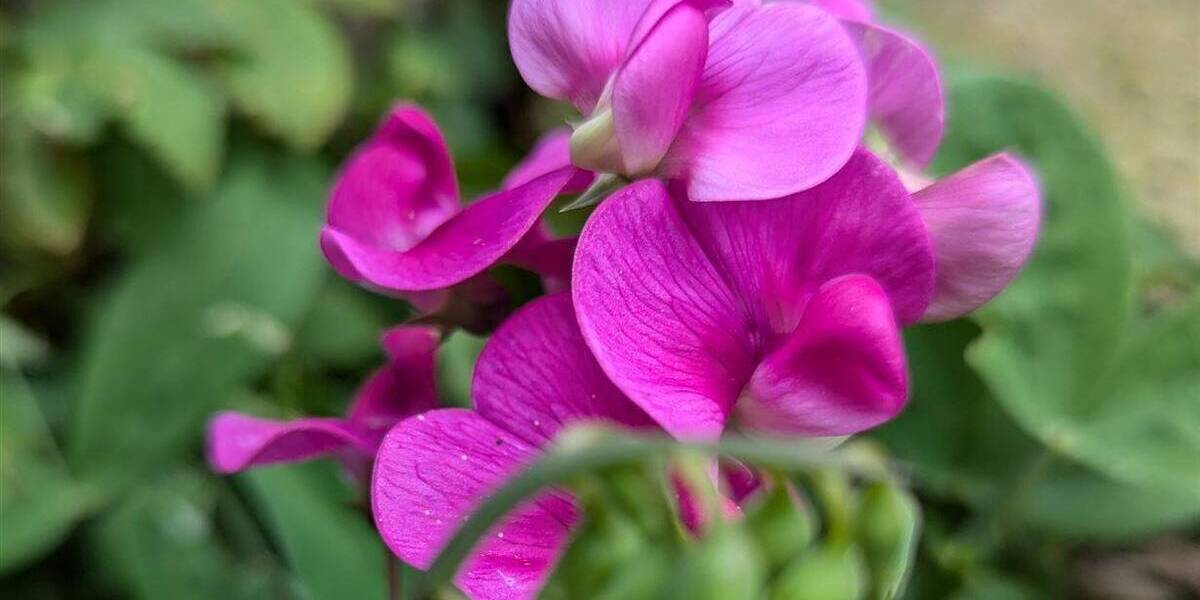 Etagenwohnung Rostock Kröpeliner Tor-Vorstadt - 2 Zimmer, 61 m&sup2;, 181.656&euro; | Angebot:24061078