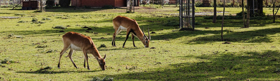Wildpark-MV