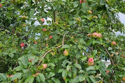 Grundstück Ribnitz-Damgarten Damgarten - 30.000&euro; | Angebot:24802375