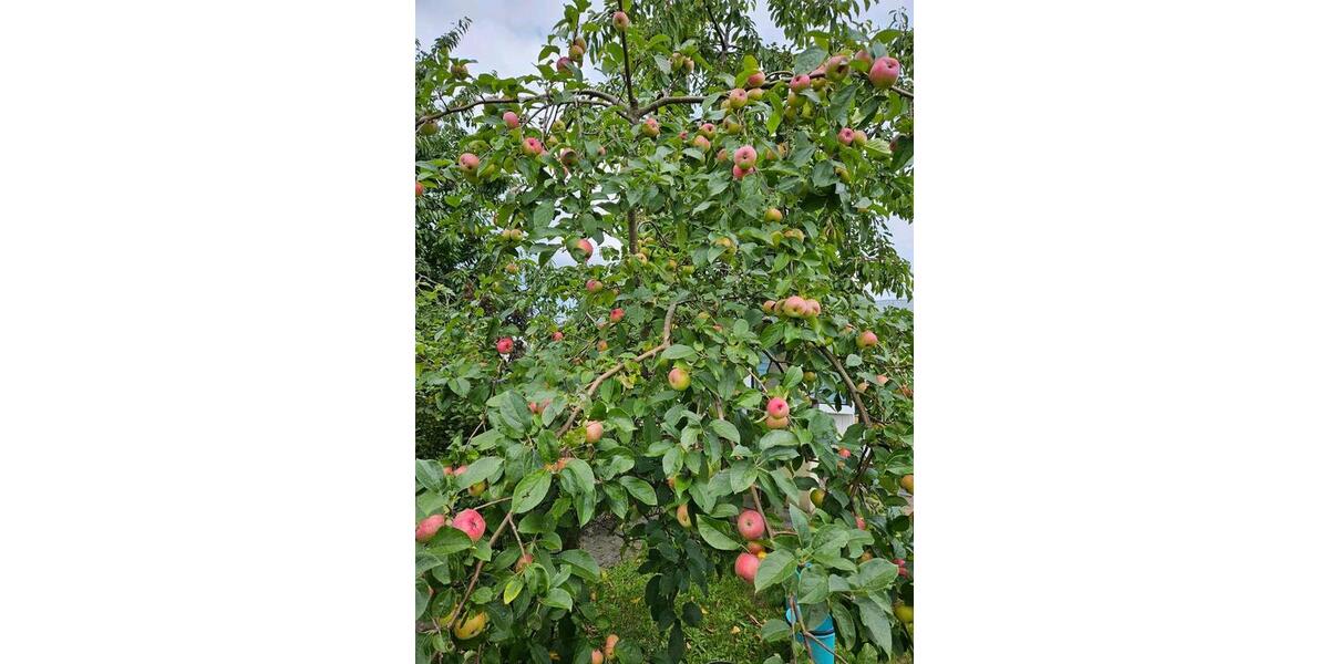 Grundstück Ribnitz-Damgarten Damgarten - 30.000&euro; | Angebot:24802375