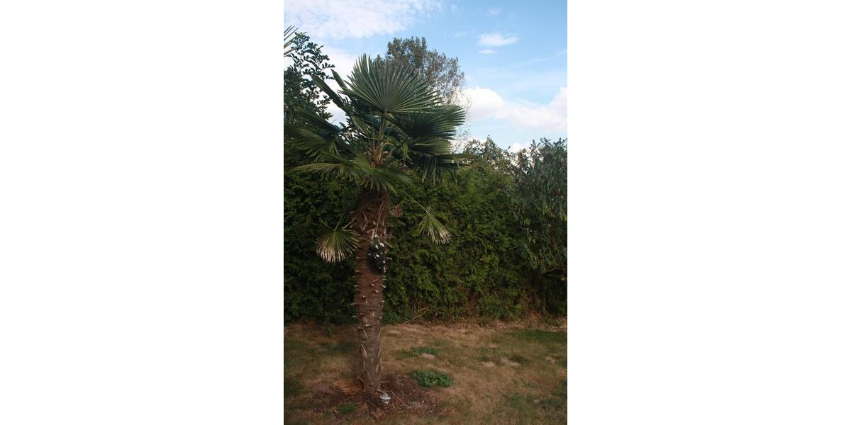 Doppelhaushälfte Marlow - 6 Zimmer, 135 m&sup2;, 397.900&euro; | Angebot:25394774