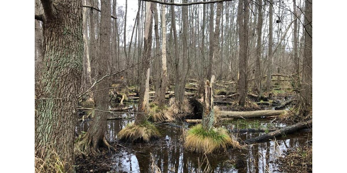 Ferienimmobilie Bentwisch - 59&euro; | Angebot:25822014