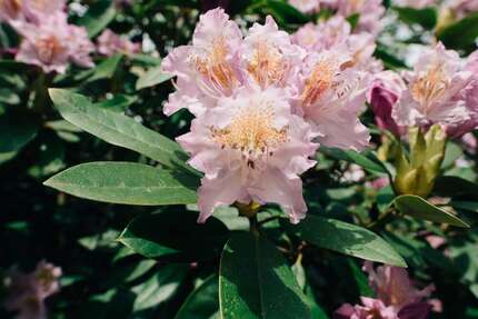 Grundstück zu verkaufen in Dummerstorf 160.000 € 536 m² zimmer