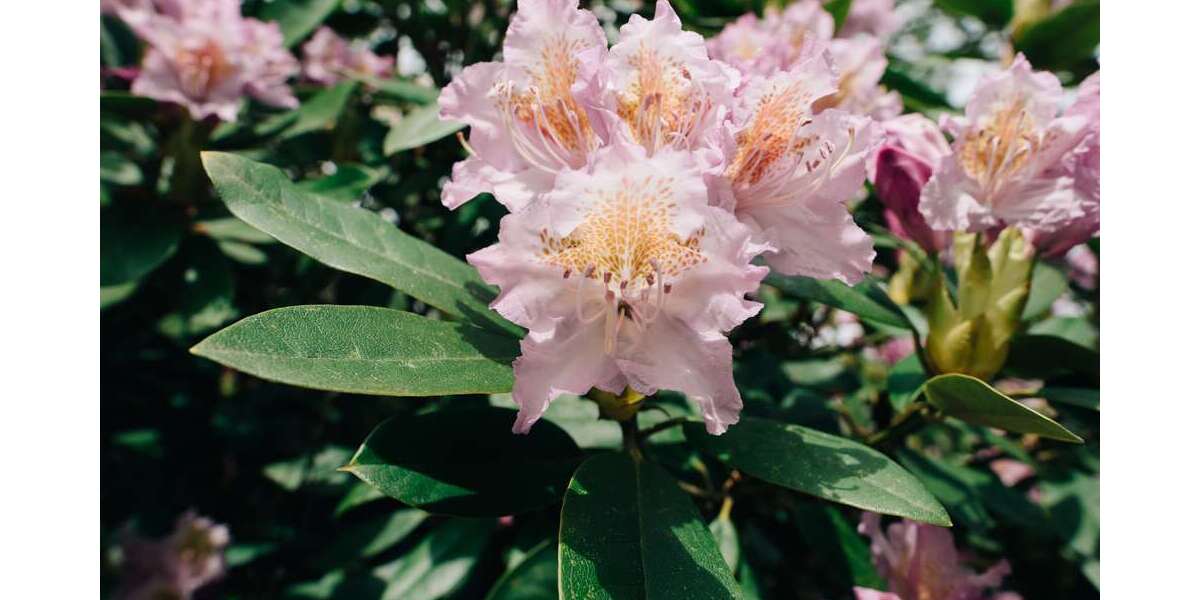 Grundstück zu verkaufen in Dummerstorf 160.000 € 536 m² zimmer