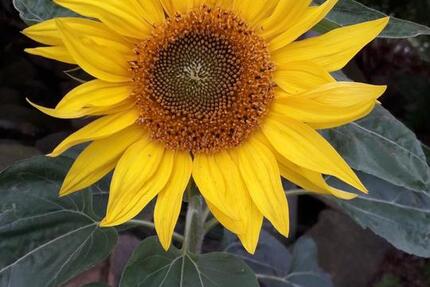 Grundstück Rostock Hohe Düne - 500&euro; | Angebot:24569867