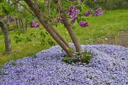 Grundstück Rostock Gehlsdorf - 2.500&euro; | Angebot:25210860