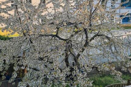 Wohnung Rostock - 3 Zimmer, 110 m&sup2;, 1.504&euro; | Angebot:25161056