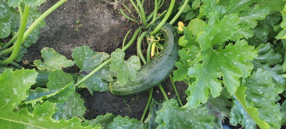 Einfamilienhaus Rostock Alt Bartelsdorf - 2 Zimmer, 36 m&sup2;, 12.500&euro; | Angebot:24582660