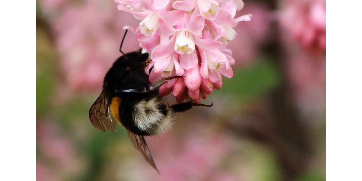 Dachgeschoßwohnung Rostock Hansaviertel - 1 Zimmer, 38 m&sup2;, 750&euro; | Angebot:25025389