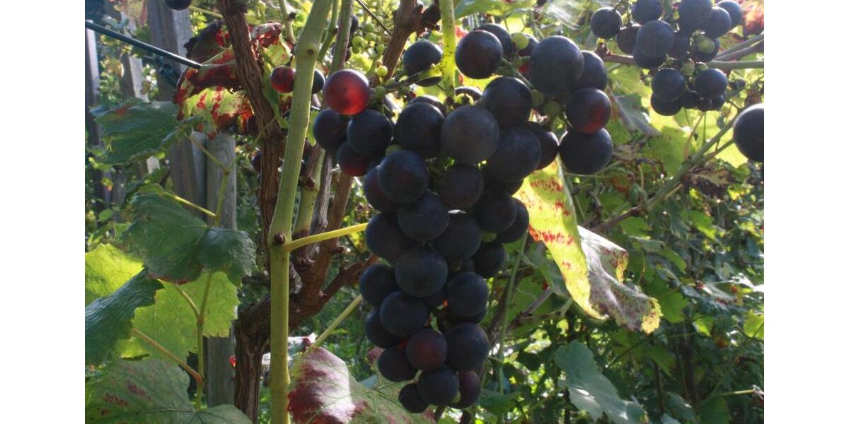 Doppelhaushälfte Marlow - 6 Zimmer, 135 m&sup2;, 397.900&euro; | Angebot:25394774