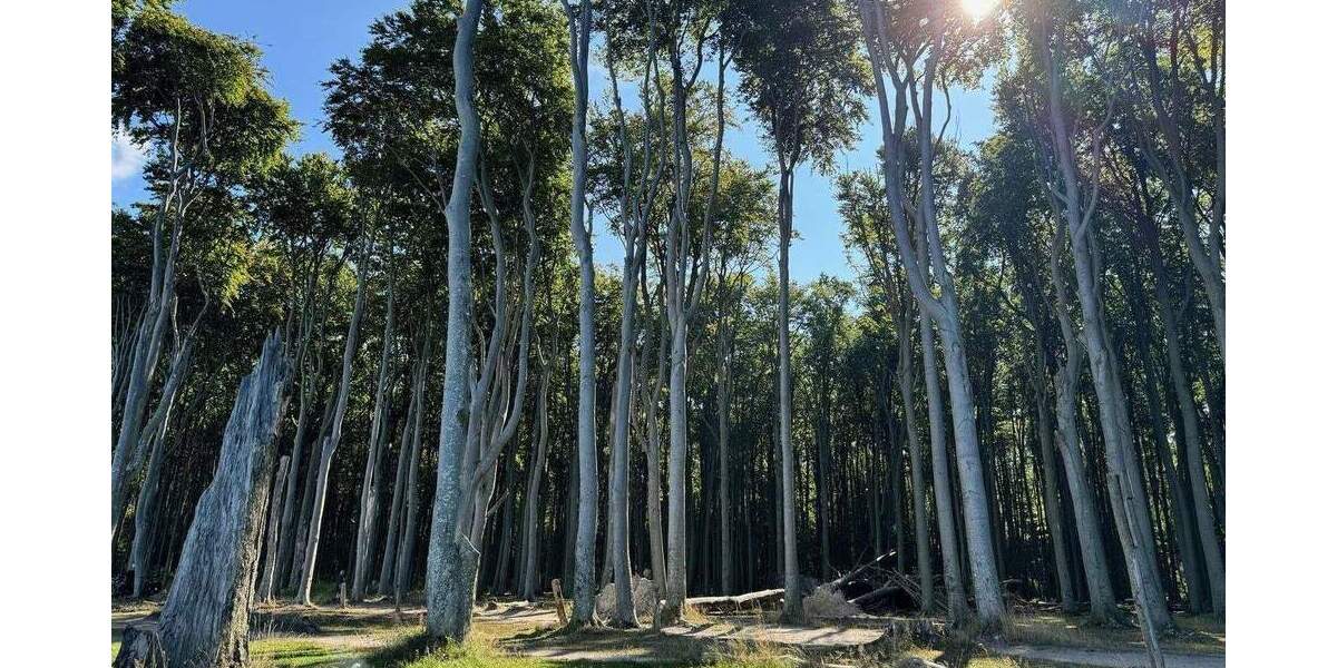 Gewerbeobjekt Börgerende-Rethwisch Börgerende - 9 Zimmer, 850.000&euro; | Angebot:26015226