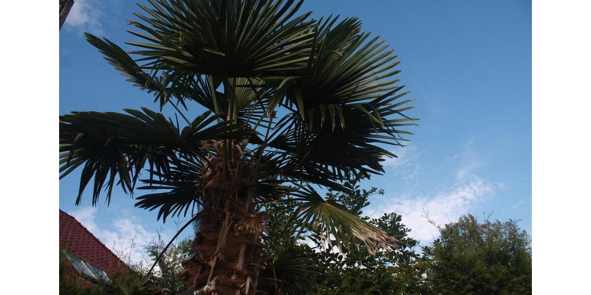 Doppelhaushälfte Marlow - 6 Zimmer, 135 m&sup2;, 397.900&euro; | Angebot:25394774