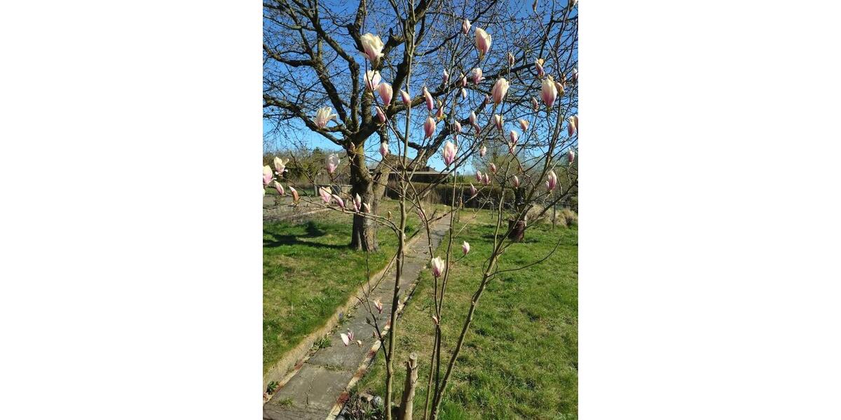 Grundstück Papendorf - 2.900&euro; | Angebot:25187290