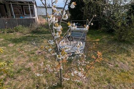 Grundstück Rostock Hansaviertel - 1.500&euro; | Angebot:26566631
