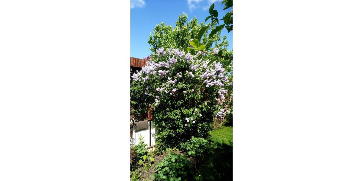 Grundstück Admannshagen-Bargeshagen Bargeshagen - 3.500&euro; | Angebot:26375029